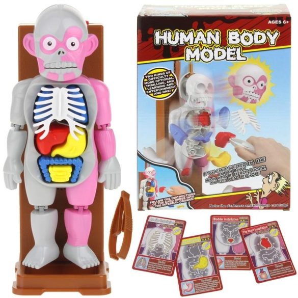 Emberitest-szervek modellje - ügyességi játék 